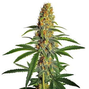Plante de cannabis Amnesia Bubba Autoflower F1 avec des fleurs denses et des pistils orange.