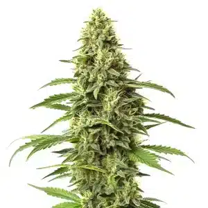 Gros plan d’un plant de cannabis Amnesia CBD couvert de trichomes.