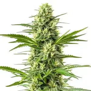 Amnesia Fast Version cannabis strain with frosty resin and orange pistils