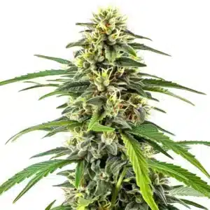 Plante de cannabis Amnesia Haze avec de longs colas et des pistils orange vif.