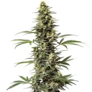 Plante de cannabis Amnesia Hypro avec de longs colas et des trichomes étincelants