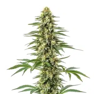 Plante de cannabis Amnesia Kush avec des têtes denses et résineuses