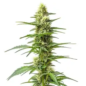 Plante de cannabis Amnesia Kush Auto en floraison avec des têtes allongées et résineuses.