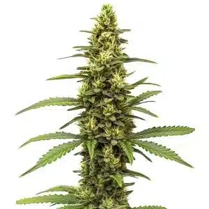 Amnesia Kush Regular cannabis plant with tall sativa structure and resinous flowers.