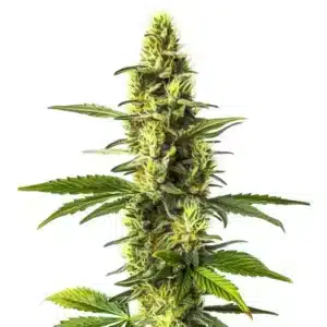 Plante de cannabis Amnesia Lemon avec des pistils orange vif et un parfum citronné