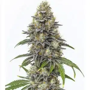 Amnesia Lemon Cake Boom Regular cannabis plant with frosty buds and dense colas.