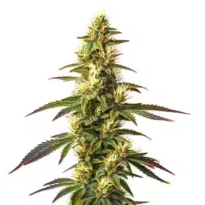 Amnesia Lemon Fast Version cannabis plant with bright yellow-green buds