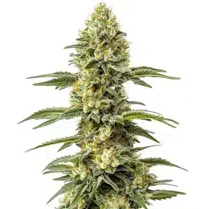 Amnesia Lemon Regular cannabis plant featuring thick, resinous flowers.
