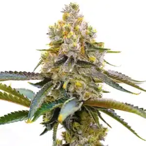 Plante de cannabis Amnesia Purple aux fleurs colorées et aux teintes violettes