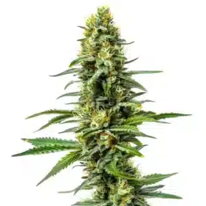 Hybride Amnesia x AK 47 avec des bourgeons givrées et une structure compacte