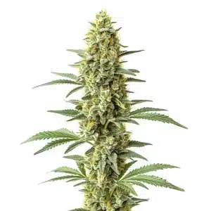 Plante de cannabis Amnesia x Kali Mist avec des fleurs résineuses et une dominance sativa