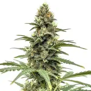 Plante de cannabis Amnesia x Nicole Kush avec des bourgeons givrés et des nuances vertes profondes