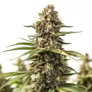 plante de cannabis Animal Cookies avec têtes compactes et résineuses