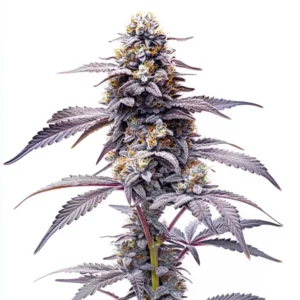 Plante de cannabis Animal Mints avec des fleurs résineuses et des teintes vertes et violettes