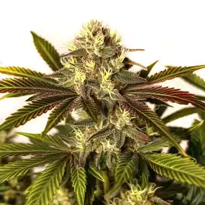 Plante de cannabis Asian Dream avec structure élancée et têtes vert clair
