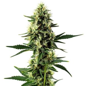 Plante de cannabis Aurora Indica avec des bourgeons compacts et résineux