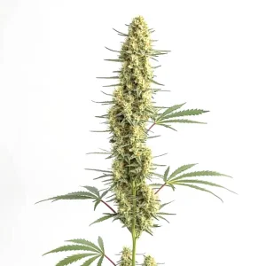 Plante de cannabis Auto CBD Amnesia avec un gros bourgeon allongé sur fond blanc.
