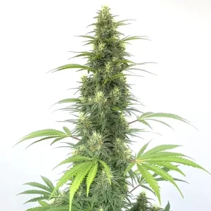 Plante de cannabis Auto CBD Cheese avec un bourgeon central dense sur fond blanc.