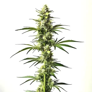 Plante de cannabis Auto CBD Critical Mass avec des bourgeons denses sur fond blanc.