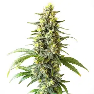 Plante de cannabis Auto CBD Haze avec des têtes résineuses et des pistils jaunes sur fond blanc.
