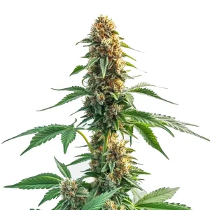 Plante de cannabis Auto CBD Kush avec des têtes denses et résineuses sur fond blanc