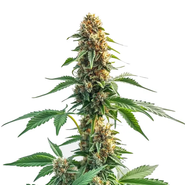CBD Kush Auto