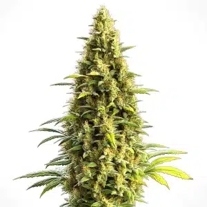 Plante de cannabis Auto CBD Lemon Haze avec de gros bourgeons verts et des pistils orangés.