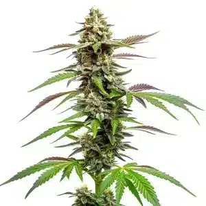 Plante de cannabis Auto CBD Med Go avec des fleurs denses et résineuses.