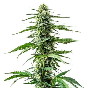 Plante de cannabis Auto CBD Northern Lights avec des têtes denses et résineuses.