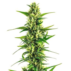 Plante de cannabis Auto CBD Pineapple avec des fleurs allongées et résineuses.
