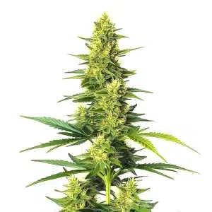 Plante de cannabis Auto CBD White Widow avec de longues têtes couvertes de résine blanche.