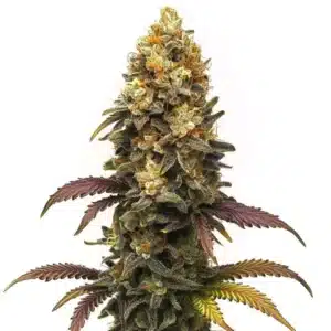 Plante de cannabis BC Diesel avec de longs colas et des trichomes scintillants