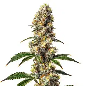 Plante de cannabis Badazz Cheese avec des têtes givrées et des pistils orange