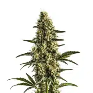 Plante de cannabis Badazz Rolex avec des bourgeons compacts recouverts de trichomes