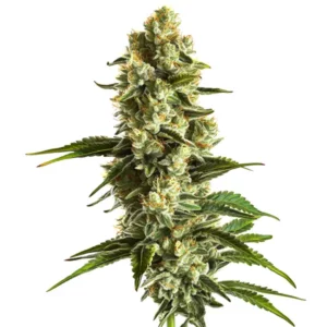 Plante de cannabis Banana Kush avec des fleurs givrées et des nuances vertes