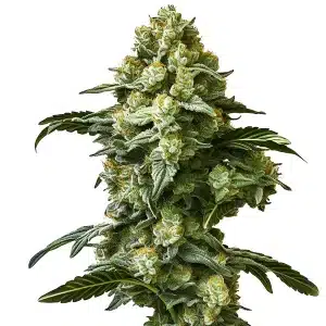 Gros plan d’une plante de cannabis Banana Kush Auto avec des têtes denses et résineuses.