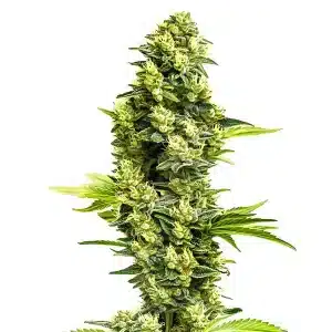 Banana Kush Regular cannabis strain with large green buds and orange pistils.