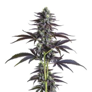 Plante de cannabis Banana Punch avec des bourgeons colorés et résineux