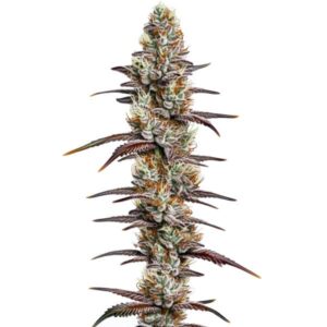 Plante de cannabis Banana Sherbet avec des têtes denses et givrées