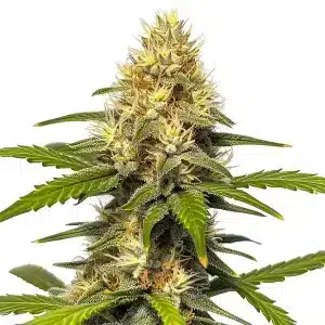 Plante de cannabis Banana Split avec de gros bourgeons résineux