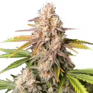 BC God Bud Regular cannabis plant with compact, frosty colas.