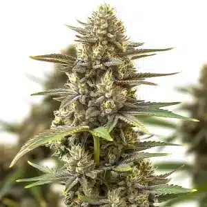 plante de cannabis Berry Z OG aux bourgeons épais