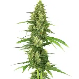 Cola de cannabis Big Bud avec bourgeons massifs et feuilles vertes brillantes.