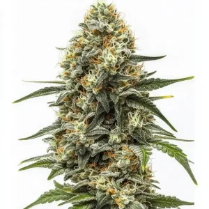 Plante de cannabis Big Bud Auto avec des têtes massives et résineuses.