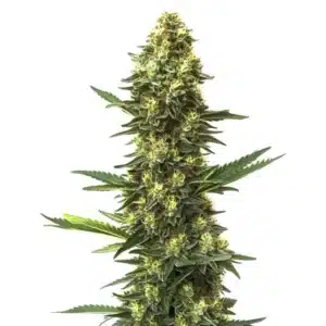 Big Bud Fast Version marijuana plant with large swollen colas