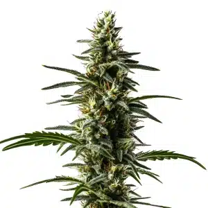 Plante de cannabis Big Devil Auto avec de gros bourgeons résineux.