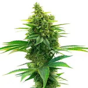 Plante de cannabis Big Jack Widow Auto avec des fleurs denses et résineuses.