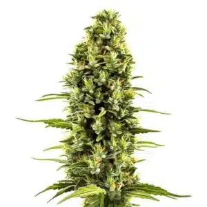 Plante de cannabis Birthday Cake avec des bourgeons givrés et sucrés