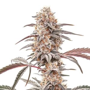 Plante de cannabis Biscotti avec des bourgeons compacts et givrés