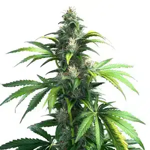 Black Demon OG cannabis plant with dense frosty buds and dark leaves